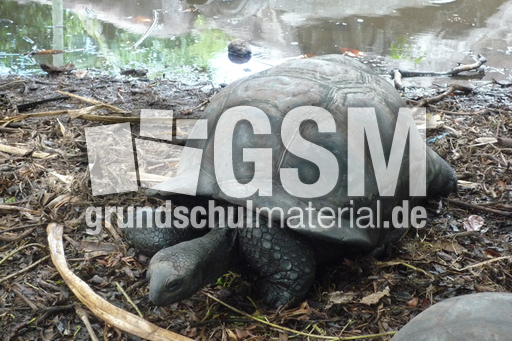 Seychellen Landschildkröte.jpg